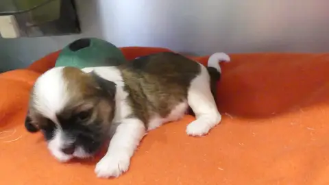 Lhassa Apso  Chiot N°2 Du Domaine Des Ecorces