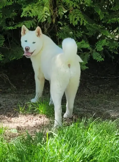 Akita Americain  Alba Des Marais De Courmont photo 2