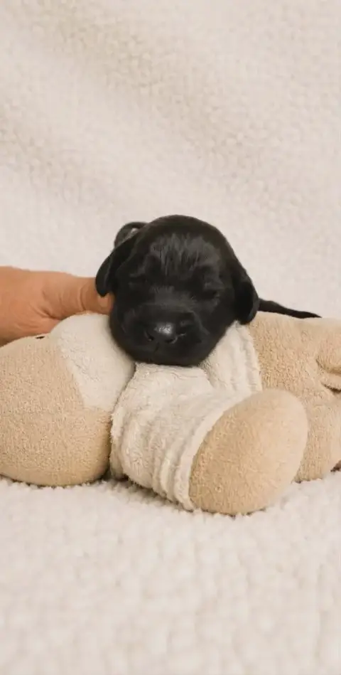Leonberger  Chiot Gris Des Terres Noires D'Epona