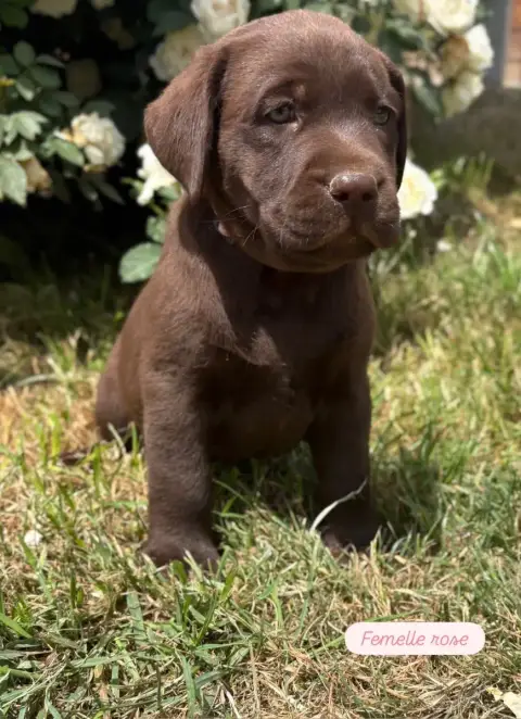 Labrador Retriever  Femelle Rose Du Domaine De Terrut 2acb9