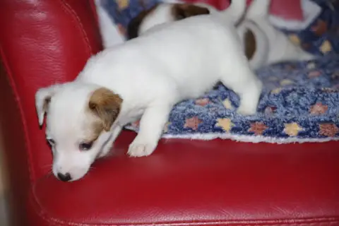 Jack Russell Terrier  Beaute A L'Ouest Des Prés De L' b3a78