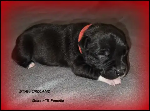 Staffordshire Bull Terrier  Chiot N°5 Staffordland