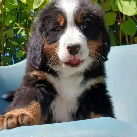 Superbes Chiots Mâles Bouvier Bernois Lof Disponib