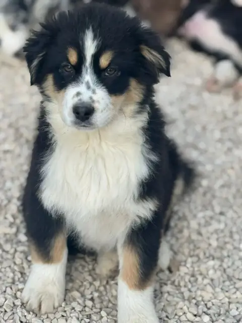 Berger Australien  Chiot 4 Des Rêves Du Berger