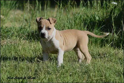 American Staffordshire Terrier  F2 Blaze Of Summer Gl 29bc3