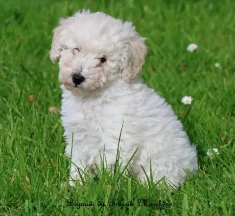 Caniche  Bigoudi Du Bois De Morchène photo 2