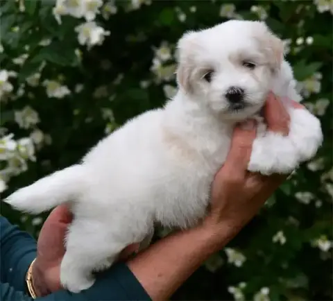 Coton De Tulear  Chiot N°3 De Dame Nature photo 2