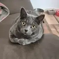 Chat Mimine À L Adoption