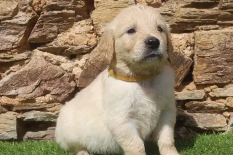 Golden Retriever photo 2