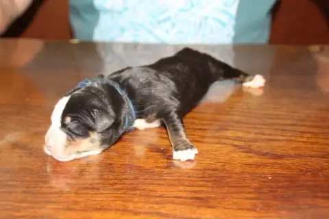 Grand Bouvier Suisse  Mâle Bleu Noir Du Logis De Sain 75bcb