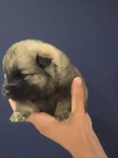 Eurasier  Azur Du Royaume D'Ebène photo 3