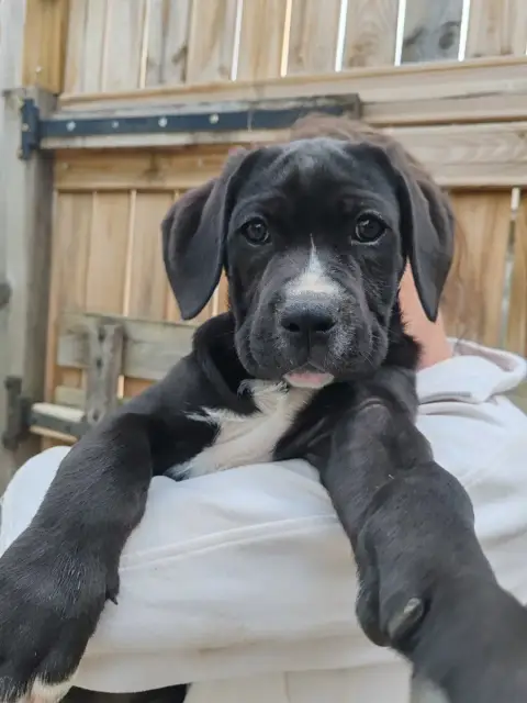 Cane Corso  Balto Des Gardiens De Lennantony