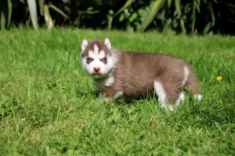 Siberian Husky  Chiot N°2 Des Legendes Du Triskel