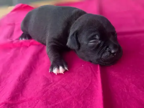 Staffordshire Bull Terrier  Chiot N°1 Of Hurricane St ce2ce