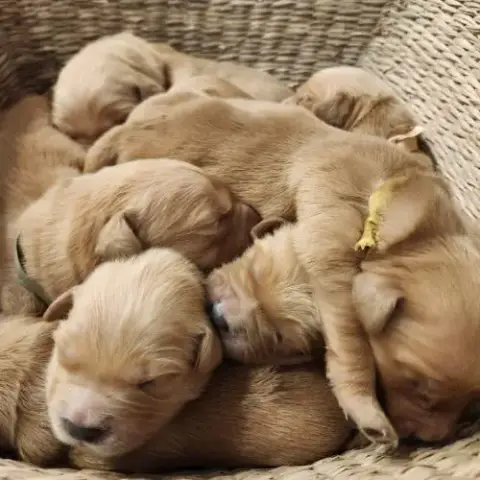 Magnifiques Chiots Golden Retriever Lof