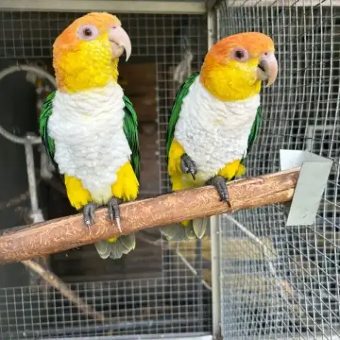 Couple Caique Tête Orange