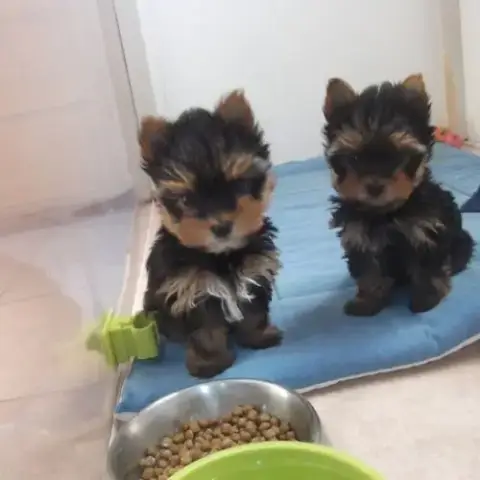 Chiots Yorkshire Terrier Male Et Femelle