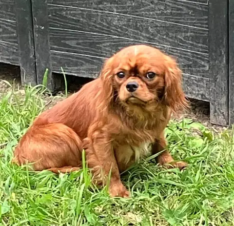 Cavalier King Charles Spaniel  Anselme Du Mont D'Amou 1c6ad