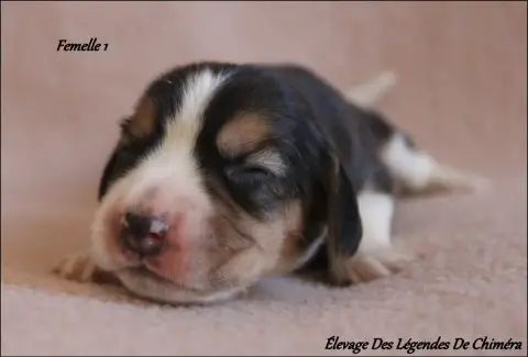 Beagle photo 2