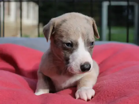 Whippet  Chiot N°2 Du Clos D'Arlequin photo 3