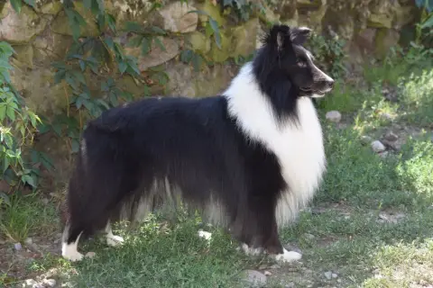 Shetland Sheepdog  Chiot 1 Du Banc Des Hermelles photo 3