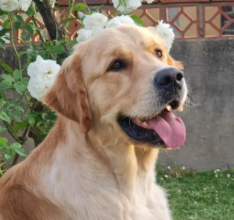 Golden Retriever  Bianca Des Narcisses Du Royaume D'E 04706 photo 2