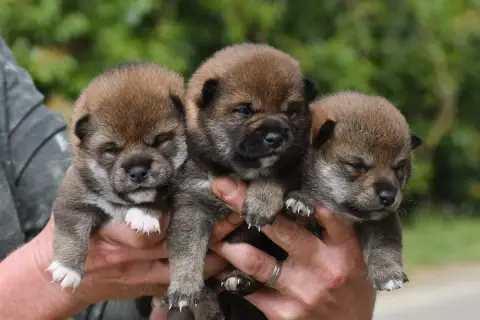 Shiba photo 2