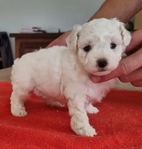 Bichon Frise  Chiot N°3 Des Hirondelles Du Voyage