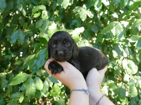 Cocker Spaniel Anglais photo 2