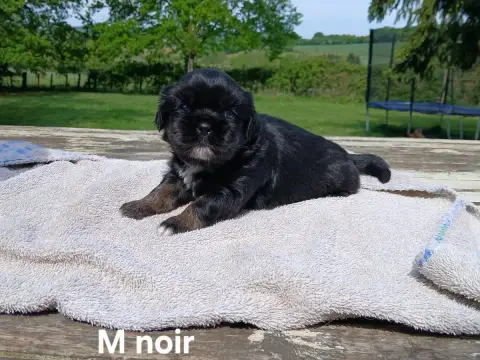 Epagneul Tibetain  Chiot Cordon Noir De La Légende De 87ea3 photo 3