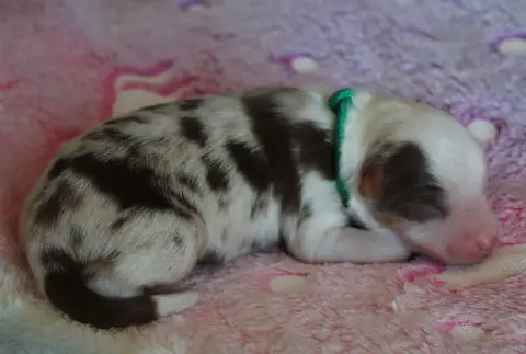 Berger Américain Miniature  Collier Vert Des Wani