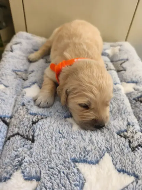 Golden Retriever  Collier Orange Du Mont Chauve