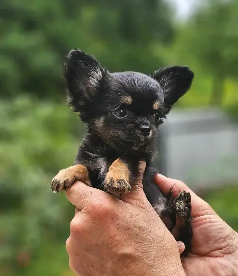 Chihuahua  B1 Of Little By Little photo 3