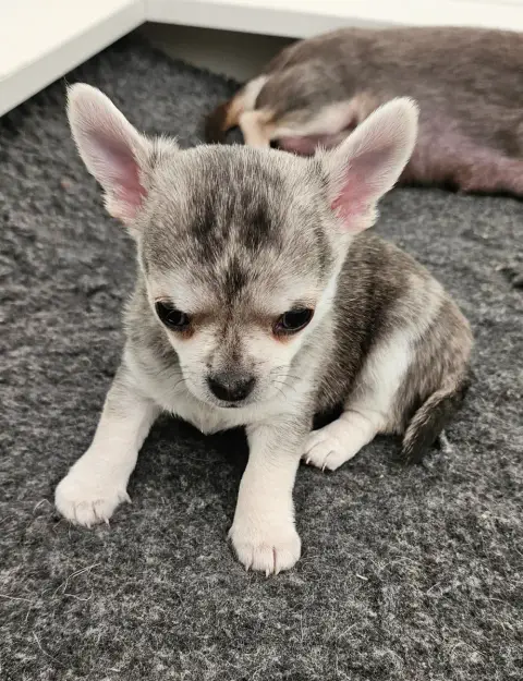Chihuahua  Biscuit De Ponflot