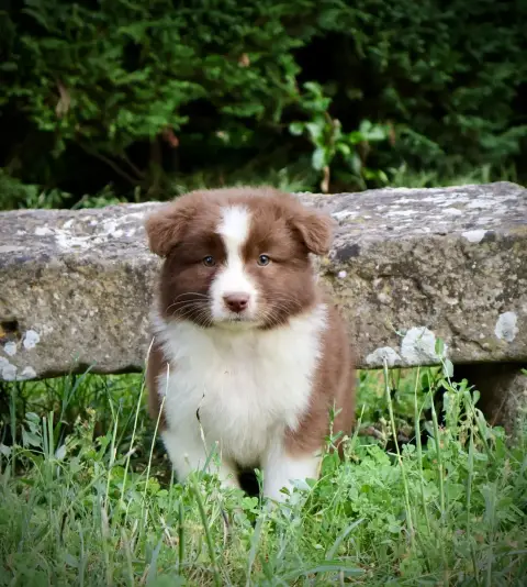 Berger Australien  Chiot N°7 Red Rock River