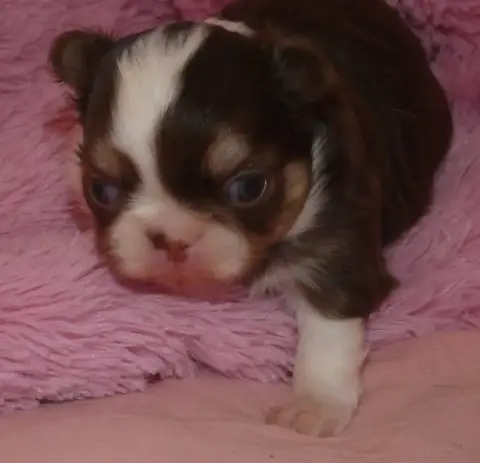 Chihuahua  Chiot N°1 Des Ptits Dragons De Cupidon
