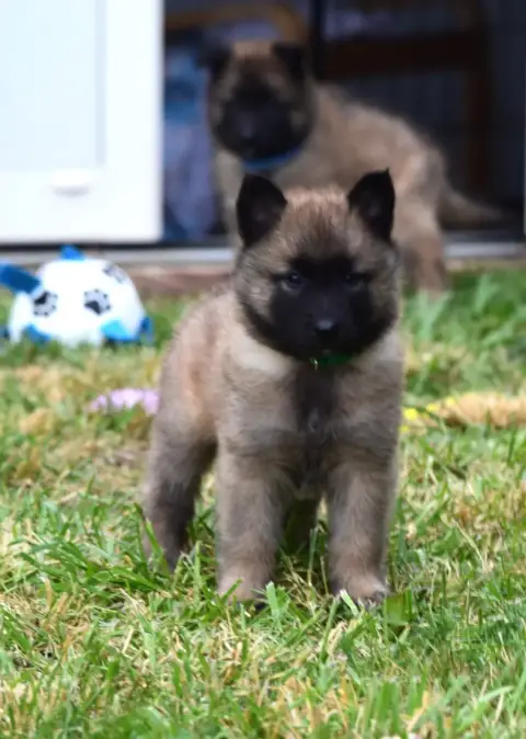 Berger Belge  Byron Du Clos De La Guerpinerie