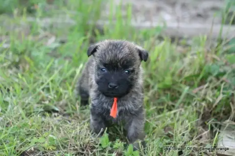 Cairn Terrier photo 3