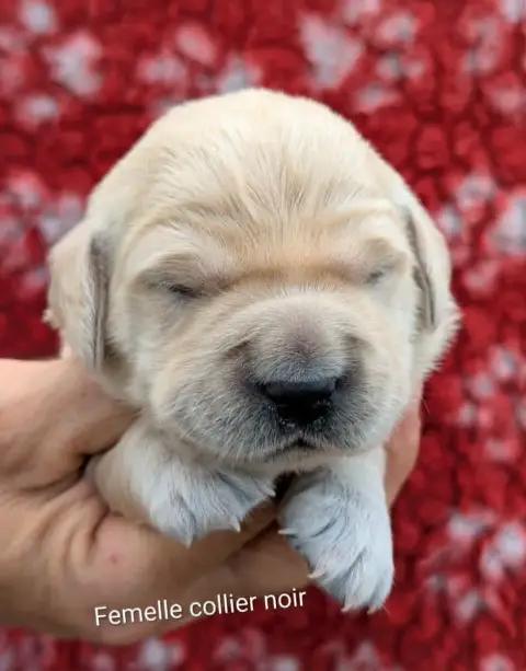 Golden Retriever photo 2