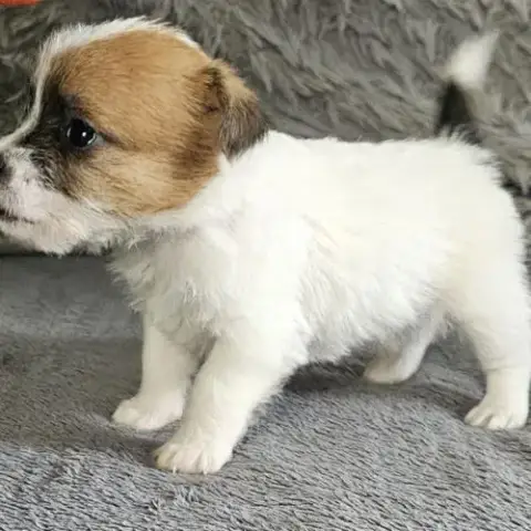 Chiot Excellente Lignée Et Calme
