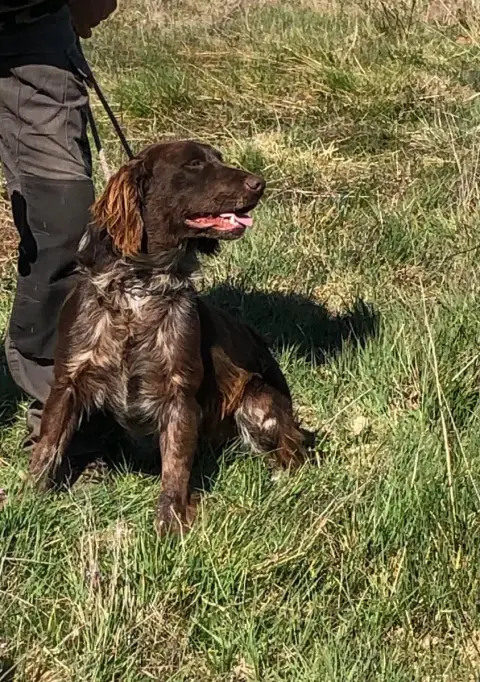 Chien D'Oysel Allemand  Vidocq Des Ronciers Pourpres 9ab72 photo 3