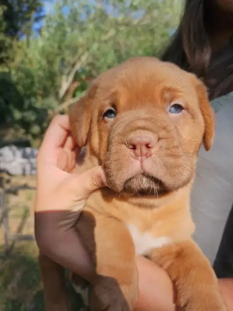 Adopter Dogue De Bordeaux 
                        Collier Vi 66ee4