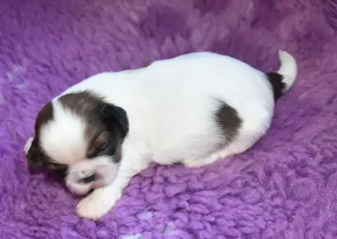 Shih Tzu  Chiot 2 B.............. De La Maison Du Rye de9f2 photo 2