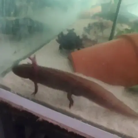 Axolotl A Vendre