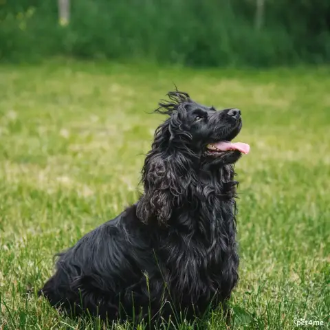 Cocker Spaniel Anglais photo 3