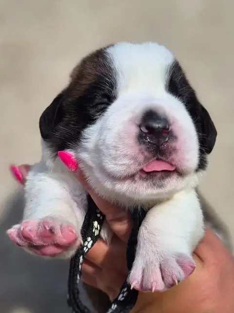 Chien Du Saint-