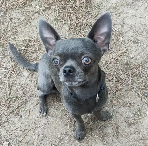 Chihuahua  Chiot 1 Du Gang Des Calinounoux photo 2