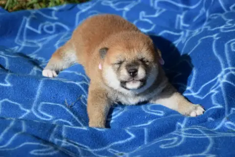 Shiba  Chiot N°4 Collier Rose Clair photo 3