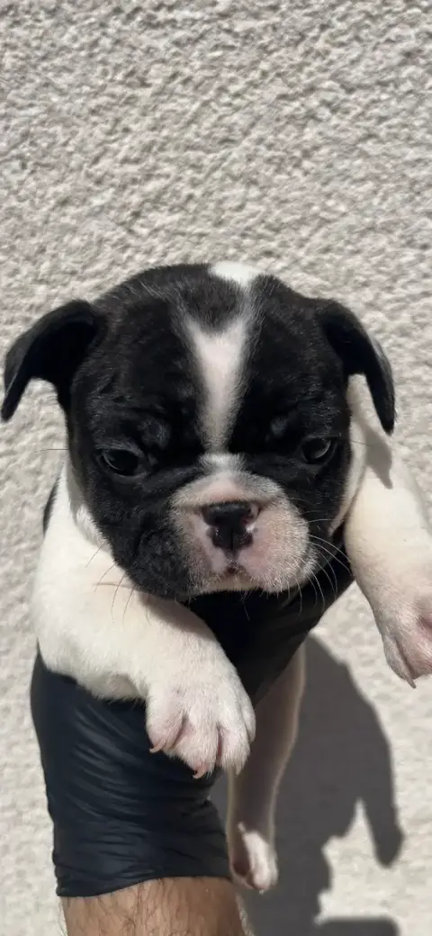 Bouledogue Français 
                        Chiot N° c3f10
