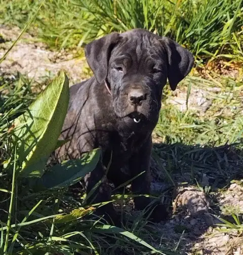 Cane Corso  Collier Fushia De La Tribu Amazone